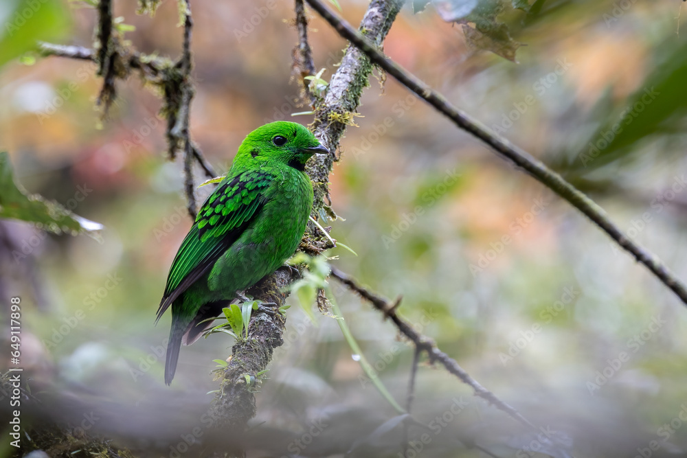 Beautiful bird green broadbill perching on a branch. Whitehead's Broadbill bird endemic of Borneo Beautiful bird green broadbill perching on a branch. Whitehead's Broadbill bird endemic of Borneo