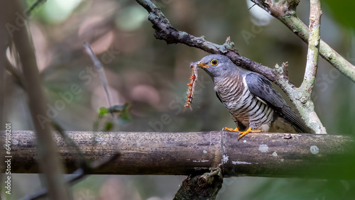 Nature wildlife image of Indian cuckoo with prey photo