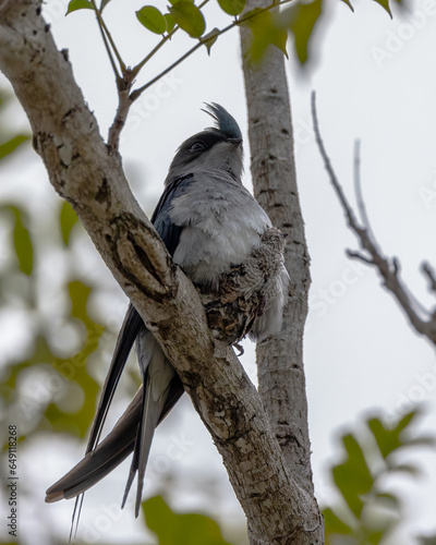 Nature wildlife image of Grey-rumped Treeswift protect small grey-rumped treeswift chick on tree branch photo