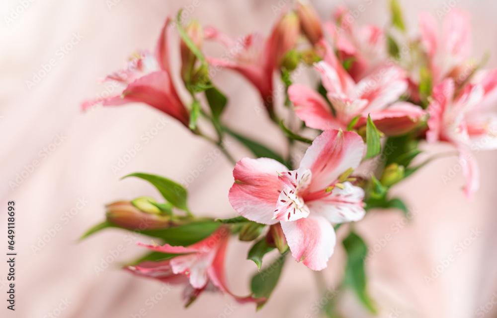 Beautiful alstroemeria on pink silk background.