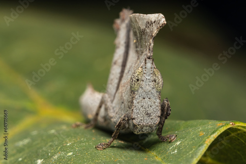 Macro image of unique Dead-leaf Grasshopper on leaf - Chorotypus sp photo