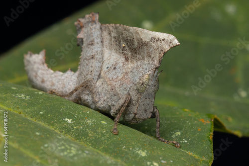 Macro image of unique Dead-leaf Grasshopper on leaf - Chorotypus sp © alenthien