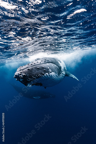 Humpback Whale in Tonga © divedog