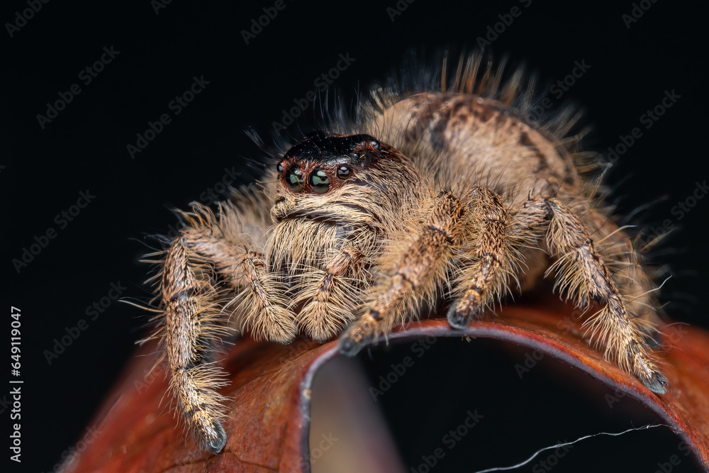 Macro image of beautiful Female Jumping Spider Hyllus Giganteus in