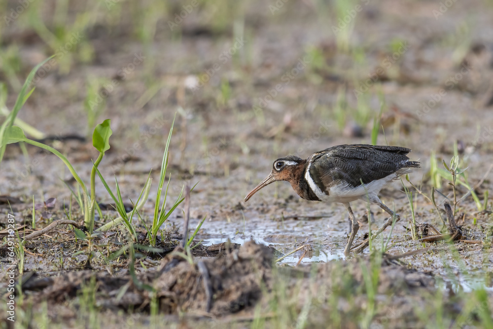 Nature wildlife image of greater painted-snipe bird at paddy filed Nature wildlife image of greater painted-snipe bird at paddy filed