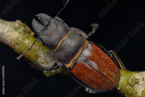Macro image of Stag Beetle Odontolabis cypri is endemic to Borneo photo
