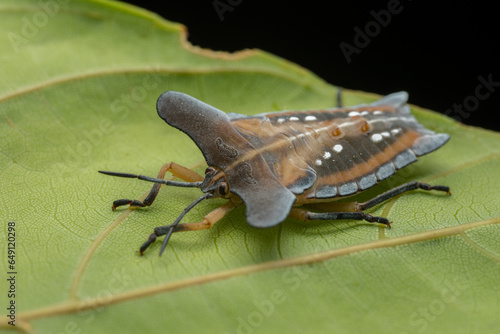 Macro image of beautiful Shield bug Tessaratomidae insect on green leaves photo