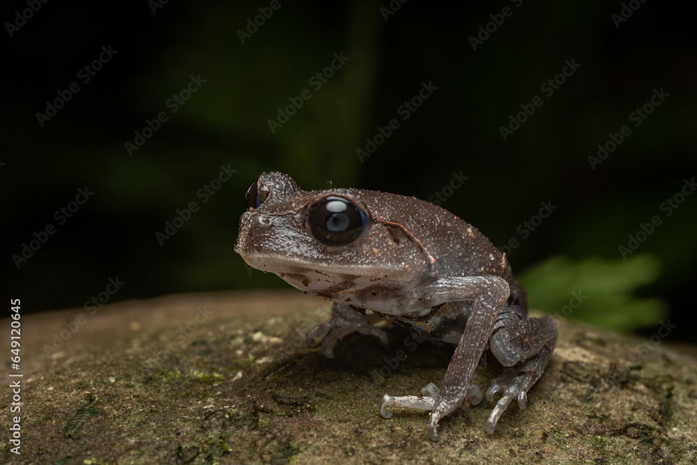 Obraz premium Nature wildlife macro image of beautiful Low land Litter Frog of Sabah, Borneo