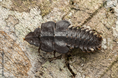 Macro image of Close-Up of Trilobite Beetle Sabah, Borneo © alenthien