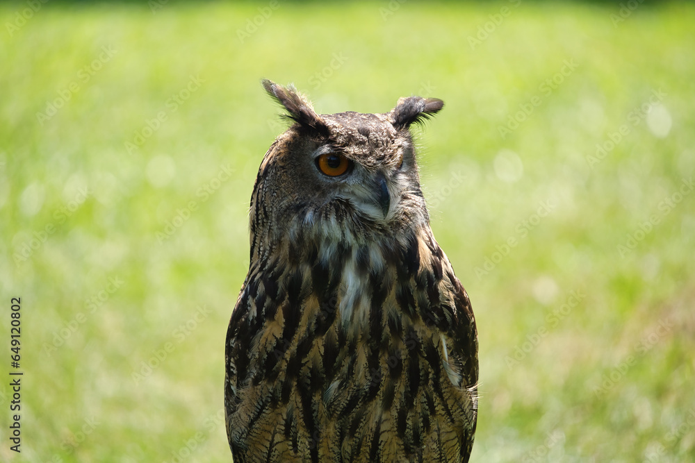Falconry: Close up of Eurasian Eagle-Owl Falconry: Close up of Eurasian Eagle-Owl