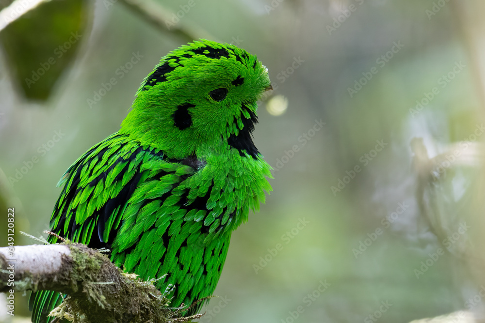 Obraz premium Nature wildlife image Whitehead's Broadbill bird endemic of Borneo