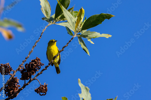 Nature wildlife image of common iora bird perching on tree branches photo