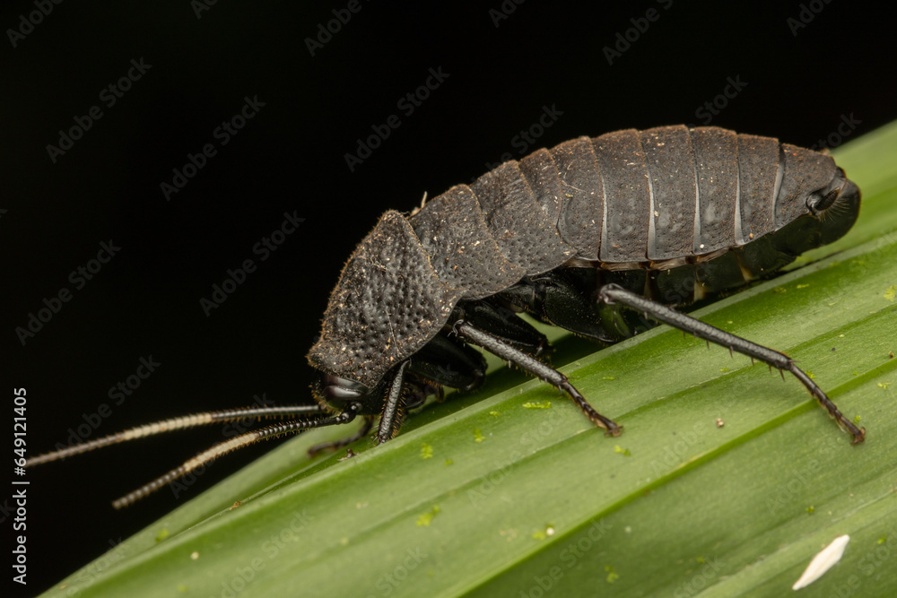 Macro image of beautiful catara rugosicollis on green leaf Macro image of beautiful catara rugosicollis on green leaf