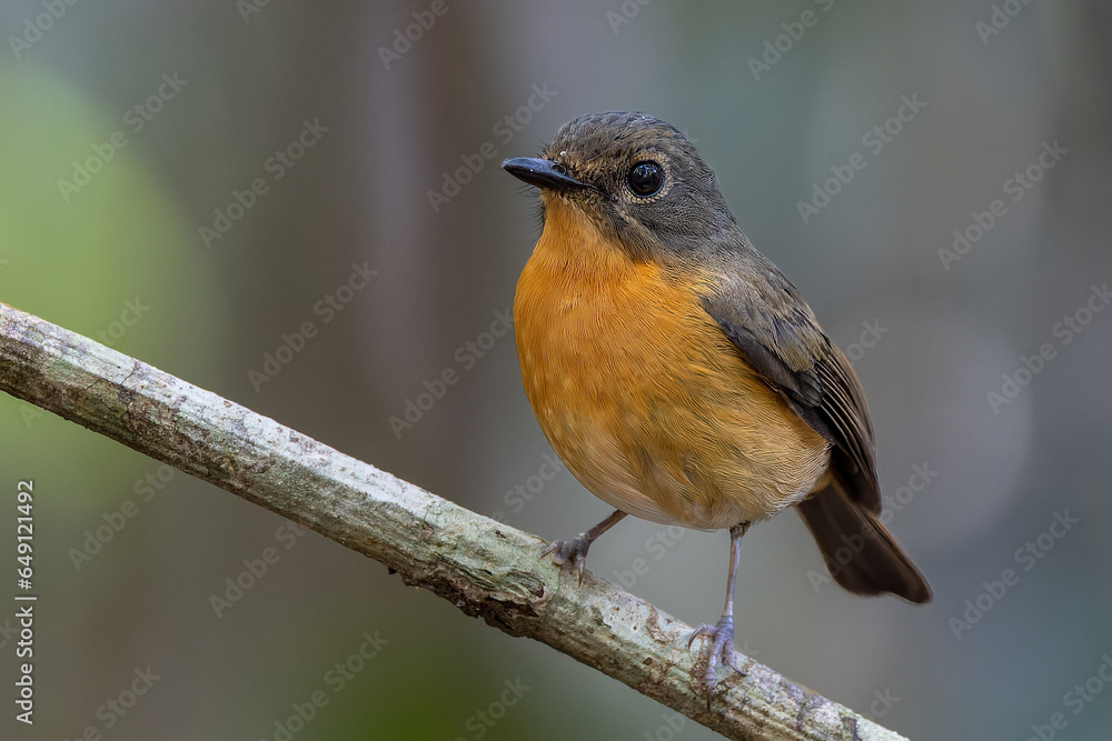 Nature wildlife image of Dayak blue bird Endemic of Borneo bird on deep jungle forest in Sabah, Borneo Nature wildlife image of Dayak blue bird Endemic of Borneo bird on deep jungle forest in Sabah, Borneo