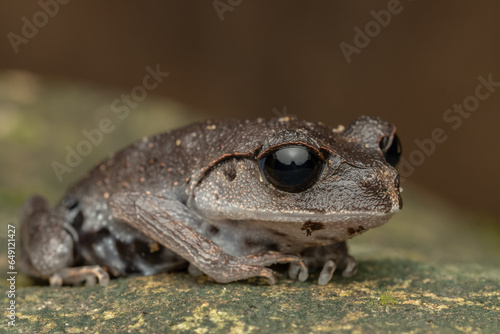 Nature wildlife macro image of beautiful Low land Litter Frog of Sabah, Borneo photo