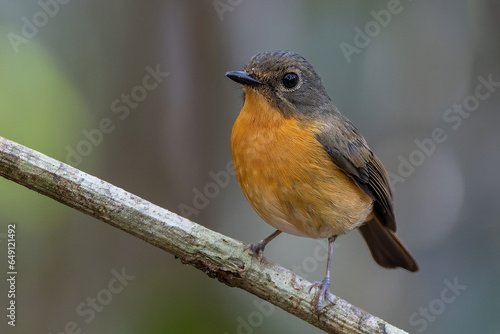 Nature wildlife image of Dayak blue bird Endemic of Borneo bird on deep jungle forest in Sabah, Borneo