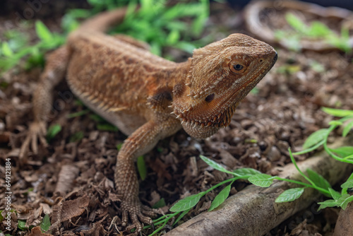 exotic pet Central Bearded Dragon (Pogona Vitticeps)