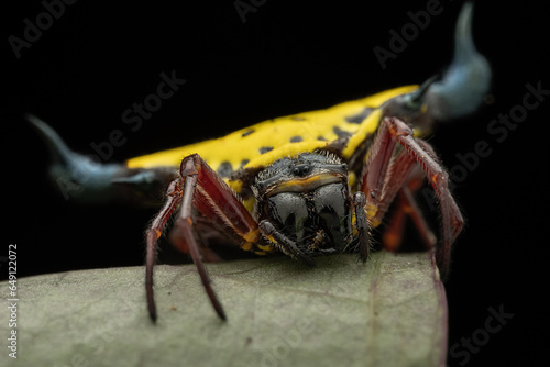 Close-up of beautiful Spiny orb weaver spider on green leaves photo