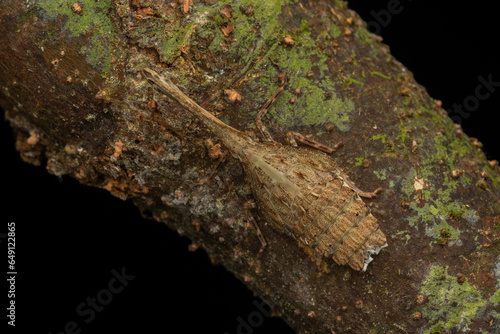 Beautiful and unique insect of Fulgoridae - Dichoptera Sp. photo