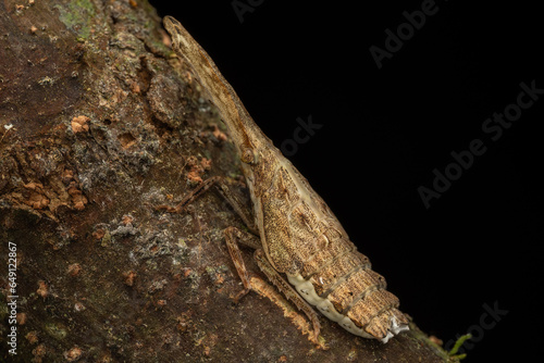 Beautiful and unique insect of Fulgoridae - Dichoptera Sp. photo