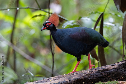 Nature wildlife portrait image of crested partridge (Rollulus rouloul) also known as the crested wood partridge, roul-roul, red-crowned wood partridge on deep forest jungle. photo