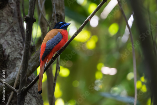 Nature wildlife of scarlet rumped trogon bird perching on tree branch photo