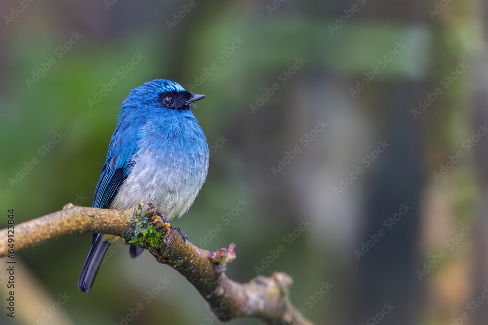 Beautiful blue color bird known as Indigo Flycatcher on perch at nature habits in Sabah, Borneo Beautiful blue color bird known as Indigo Flycatcher on perch at nature habits in Sabah, Borneo