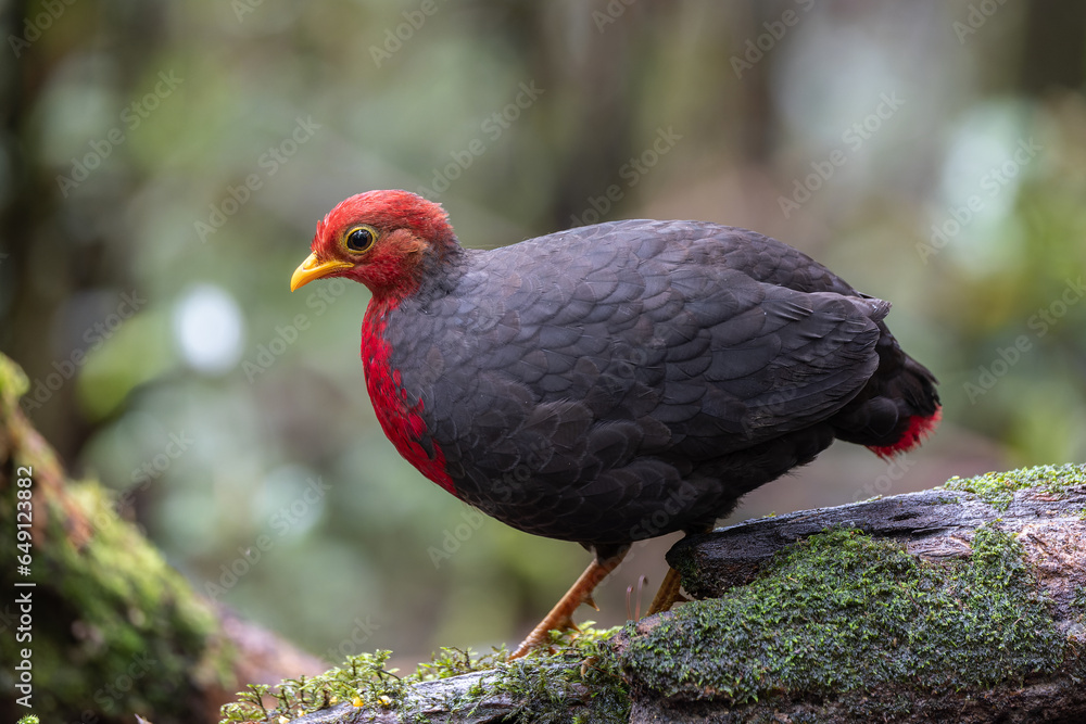 Crimson-headed partridge on deep jungle rainforest, It is endemic to the island of Borneo Crimson-headed partridge on deep jungle rainforest, It is endemic to the island of Borneo