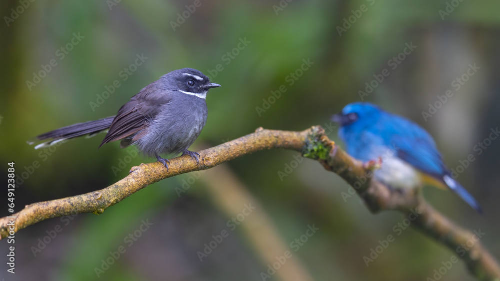 Cute and beautiful bird of white-throated fantail (Rhipidura albicollis) Cute and beautiful bird of white-throated fantail (Rhipidura albicollis)