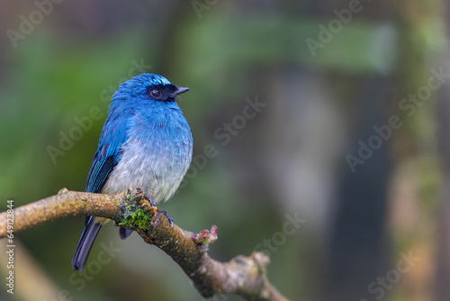 Beautiful blue color bird known as Indigo Flycatcher on perch at nature habits in Sabah, Borneo © alenthien