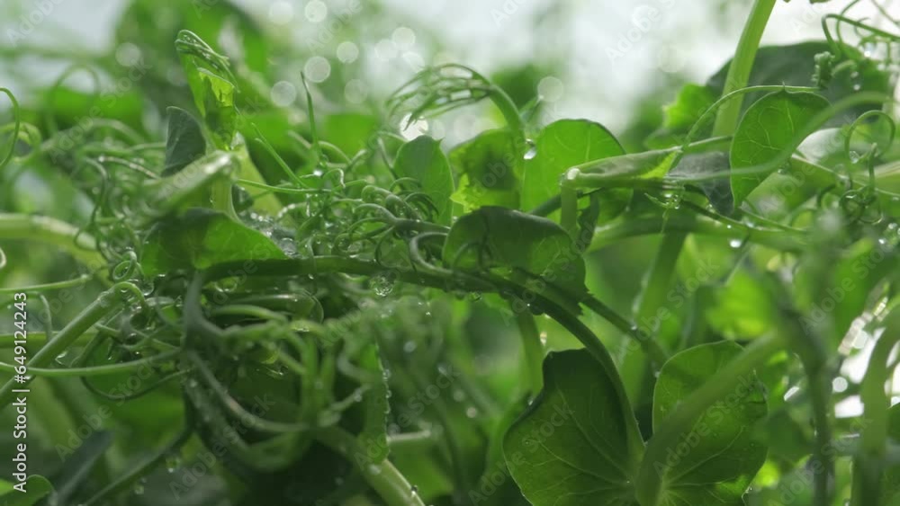 Fresh micro greens growing sweet peas sprouts for healthy salad. Fresh natural organic product. Close up truck slider shot