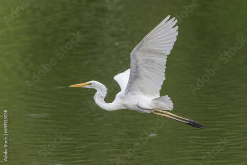 Nature wildlife image of cattle egret on paddy field photo