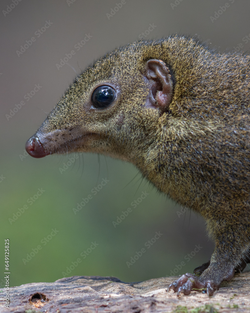 Nature wildlife image of Common treeshrew Long and slender animals with