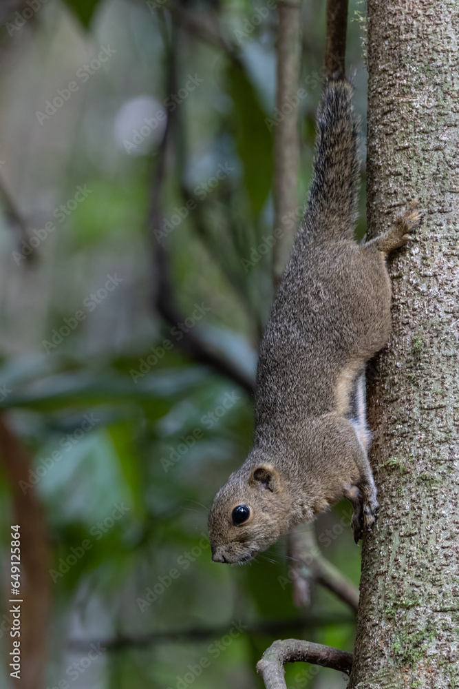 Nature wildlife image of Bornean Mountain Ground Squirrel on deep jungle forest. Nature wildlife image of Bornean Mountain Ground Squirrel on deep jungle forest.