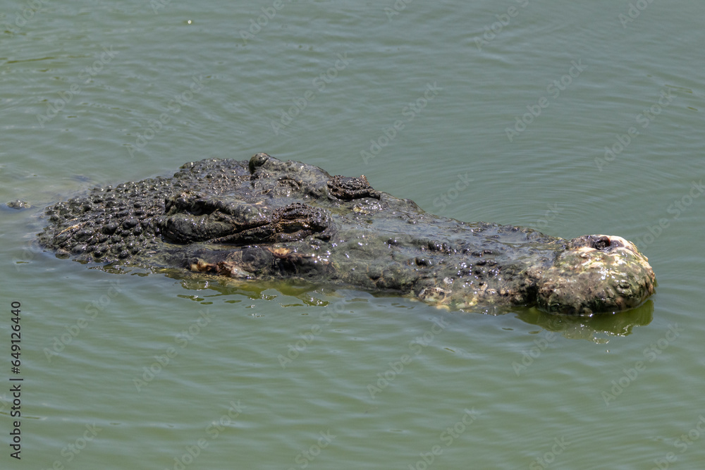 Obraz premium Nature wildlife image of crocodile on a pool