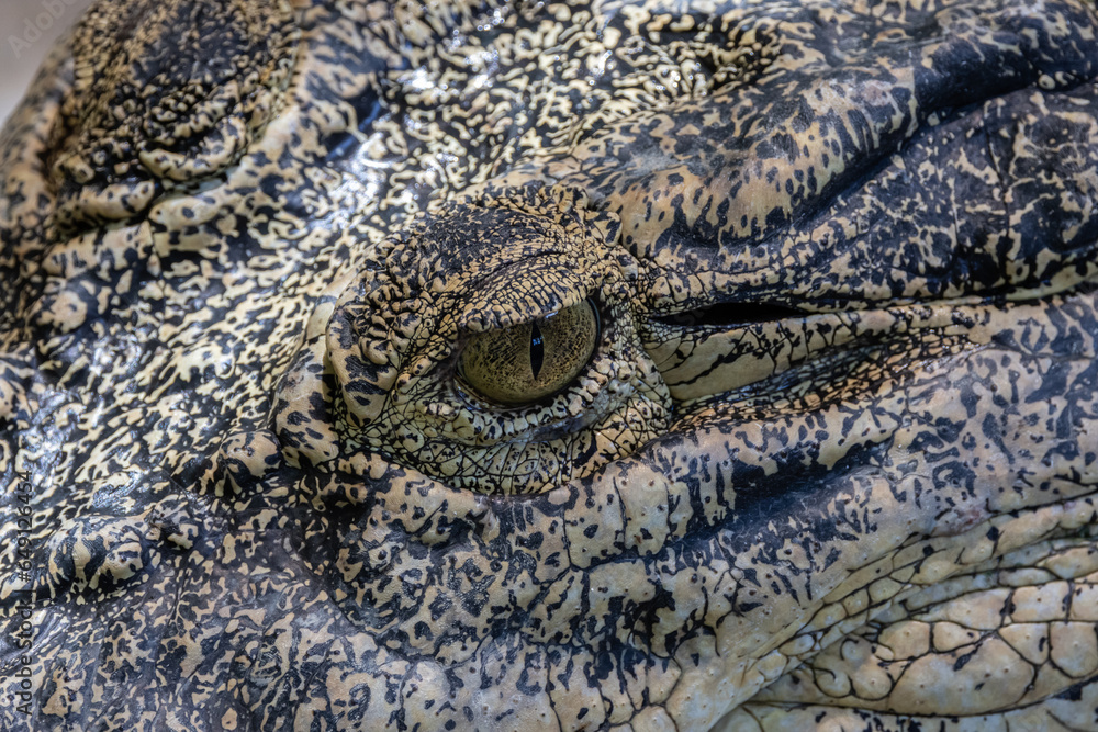 Obraz premium Close-up of alligator's eye. Close-up of a live alligator's eye.