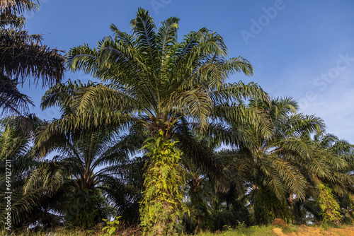 Oil palm plantation owned by local community