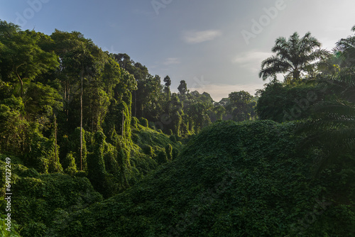 Amazing beautiful nature deep green of virgin rain forest of Sabah, Borneo