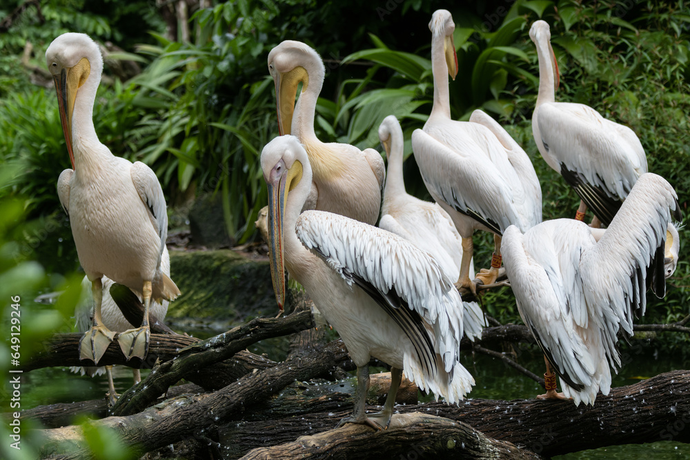 A stunning close-up of a Great White Pelican, showcasing its regal beauty and elegance. A stunning close-up of a Great White Pelican, showcasing its regal beauty and elegance.