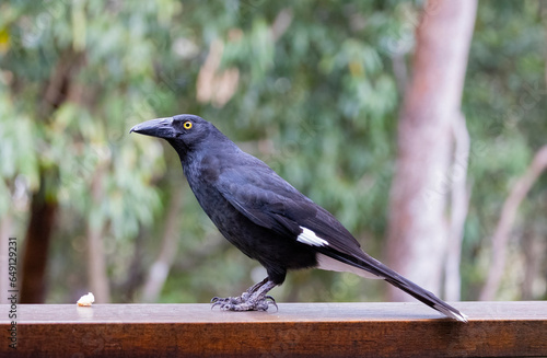 Pied Currawong black bird perched in natural habitat, New South Wales, Australia