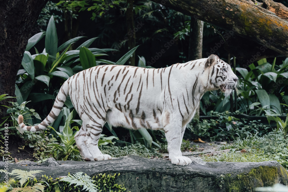 mesmerizing beauty of an Albino Tiger, a truly extraordinary and rare sight in the wild. mesmerizing beauty of an Albino Tiger, a truly extraordinary and rare sight in the wild.