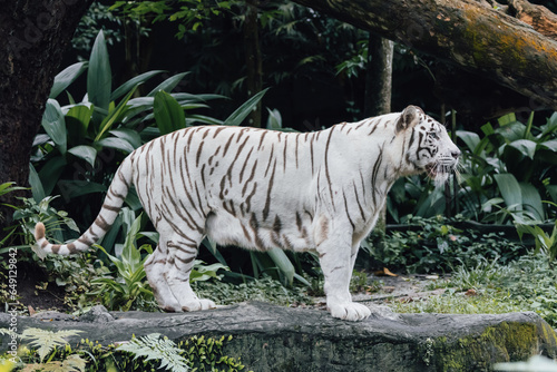 mesmerizing beauty of an Albino Tiger, a truly extraordinary and rare sight in the wild.
