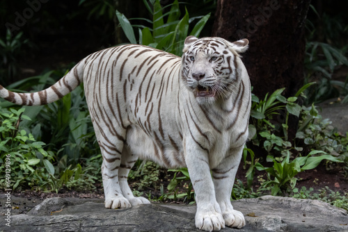 mesmerizing beauty of an Albino Tiger, a truly extraordinary and rare sight in the wild. © alenthien