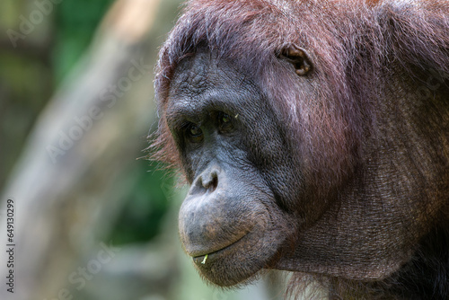 Enchanting Orangutan (Pongo pygmaeus) in Its Natural Jungle Habitat - Captivating Wildlife