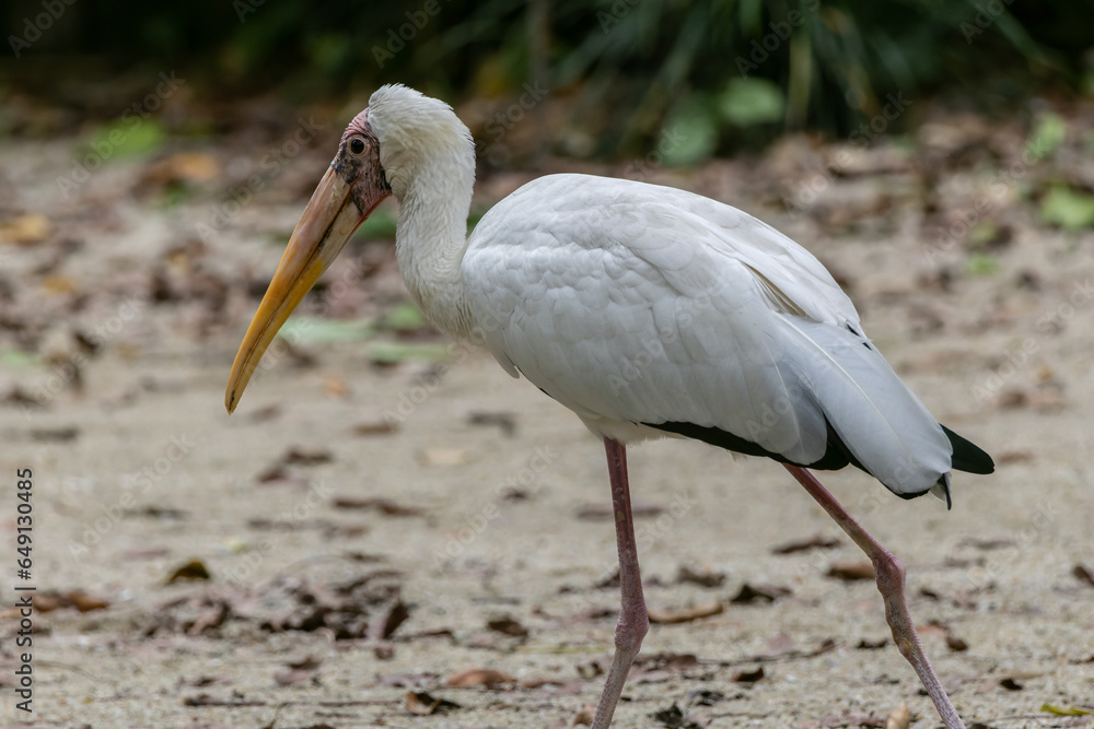 Obraz premium Graceful Milky Stork (Mycteria cinerea) in its Natural Habitat - Majestic Wildlife
