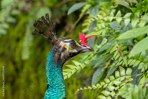 Behold the breathtaking beauty of a majestic peacock, adorned in vibrant hues, proudly displaying its magnificent plumage amidst the wonders of nature. photo
