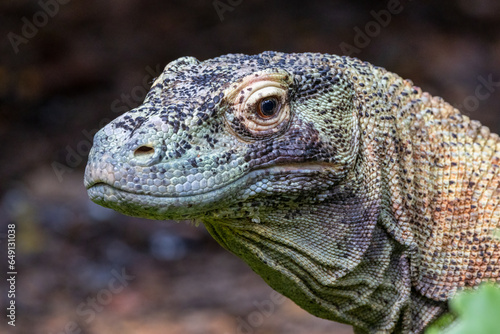 Close-up of Magnificent Monitor Lizard - Captivating Wildlife Stock Photo of a Stunning Reptile