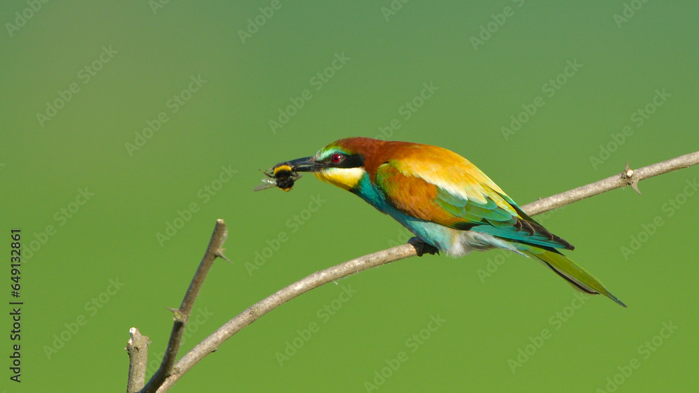 Obraz premium European Bee-eater with food on beak