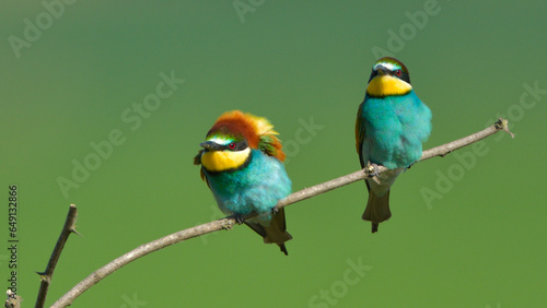European Bee-eater on a branch