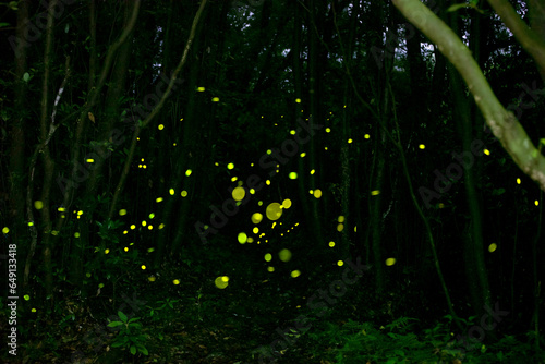 대한민국 제주도의 유명한 관광 명소인 곶자왈 숲속에서 반딧불이 들이 아름다운 빛으로 멋진 풍경을 만들고 있다. © ju999